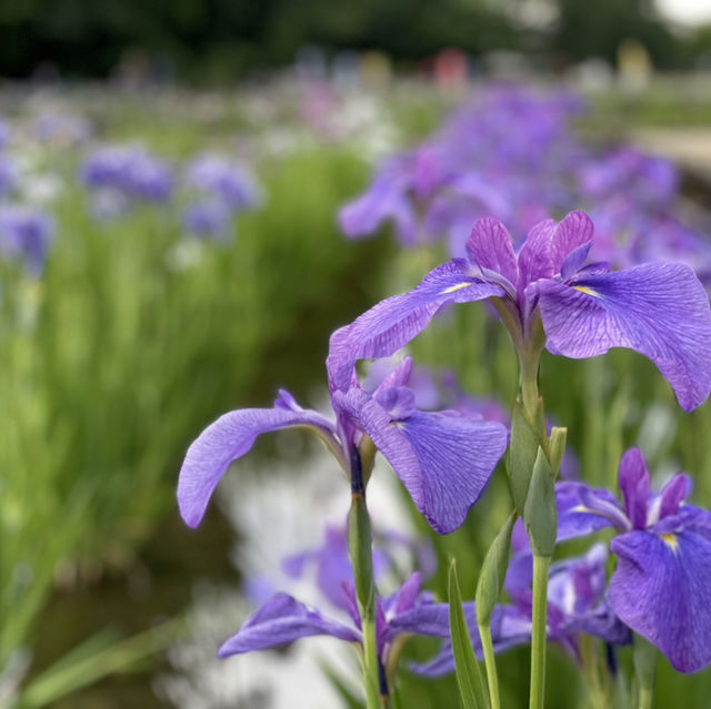 【東京×東村山】600種8千株の花菖蒲が咲き乱れる東村山の一大イベント