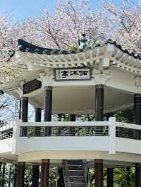 A Pink Embrace Above the at Subong Neighborhood Park