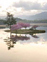 最後に咲く滋賀県の桜 浮島の桜