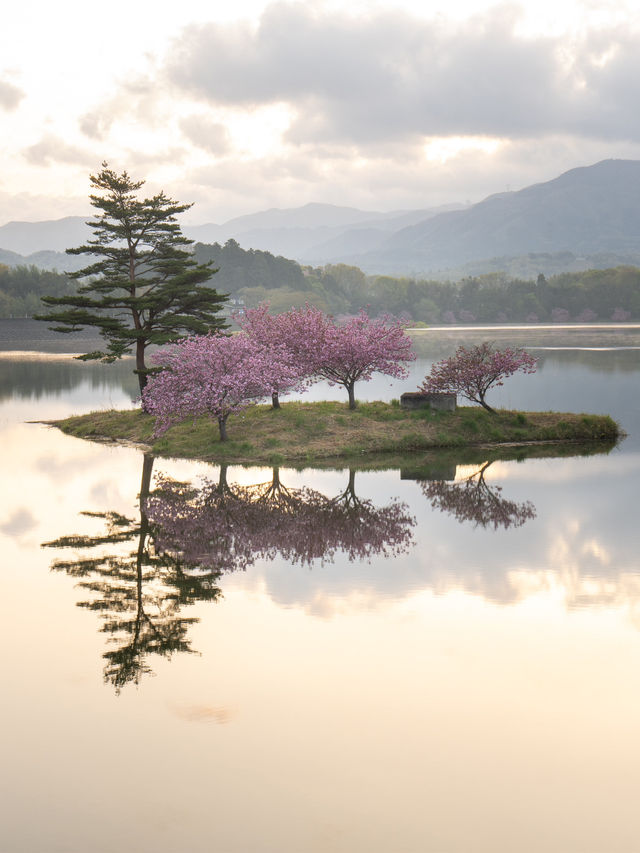 最後に咲く滋賀県の桜 浮島の桜