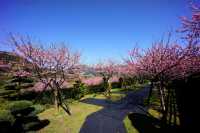 🌸 Zhishan Sakura Secret: Taipei’s Best Cherry Blossom Hideout You’ve Never Heard Of! 🌸