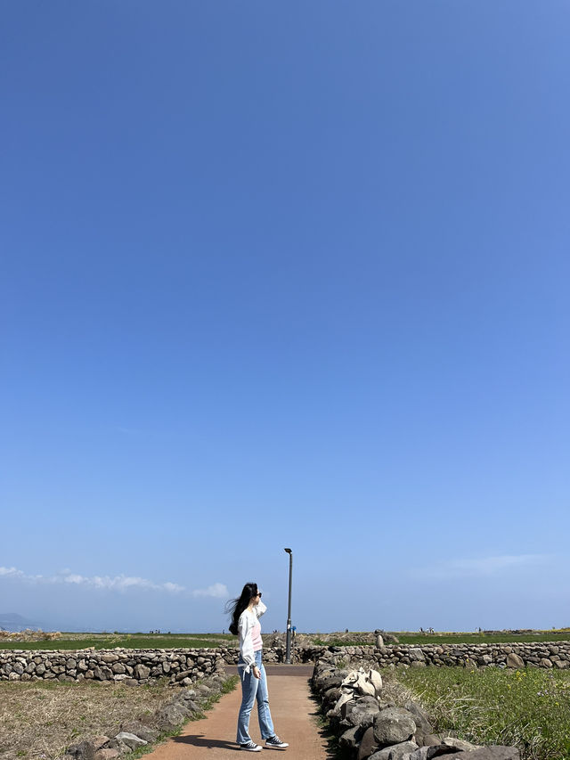 봄제주봄🌼 제주의 봄 보러오세용
