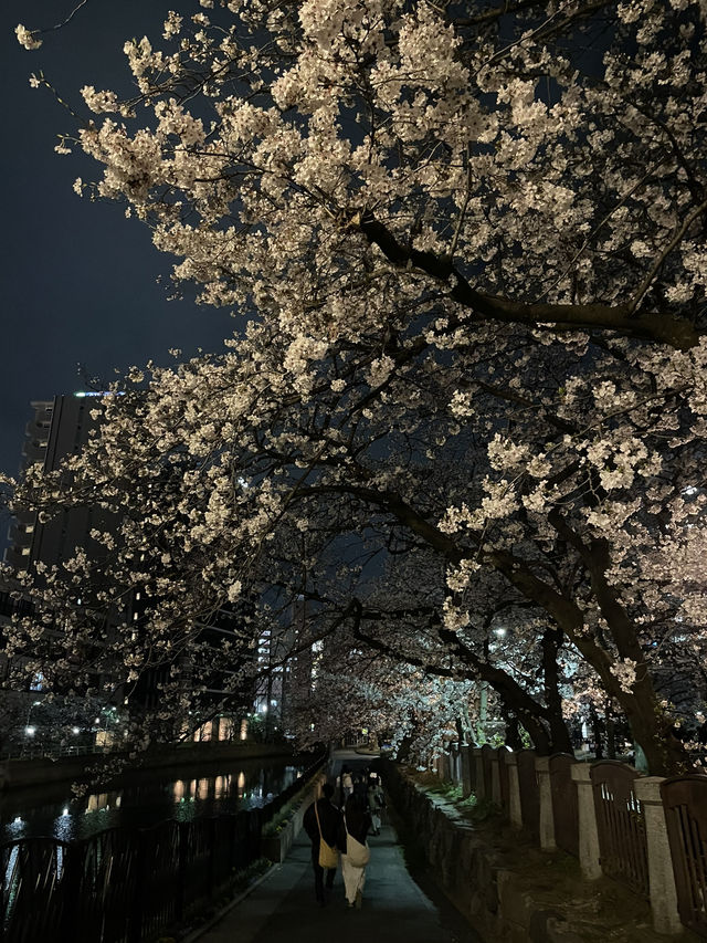 Fukuoka in blooms of Cherry Blossoms