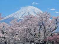Sakura & Fuji: A Match Made in Spring Heaven