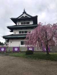 Cherry Blossoms in Hirosaki Castle Botanical Garden: A Floral Wonderland