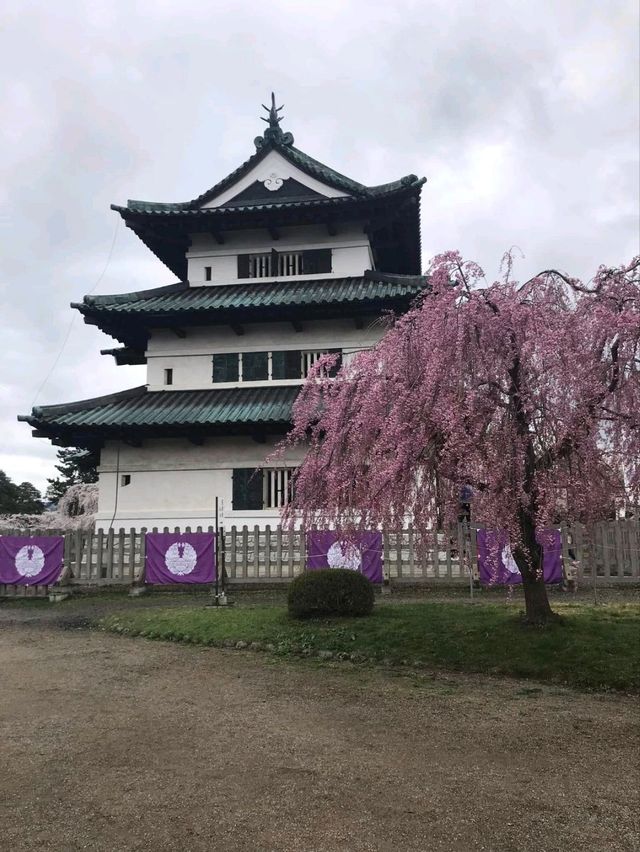 Cherry Blossoms in Hirosaki Castle Botanical Garden: A Floral Wonderland