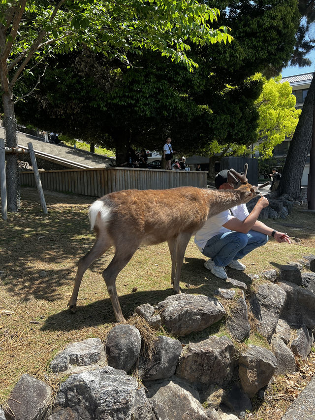 「鹿に会いに行くだけじゃ、もったいない🇯🇵✈️🌏