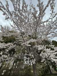 【函館駅周辺/北海道】 旅行記_2025/05