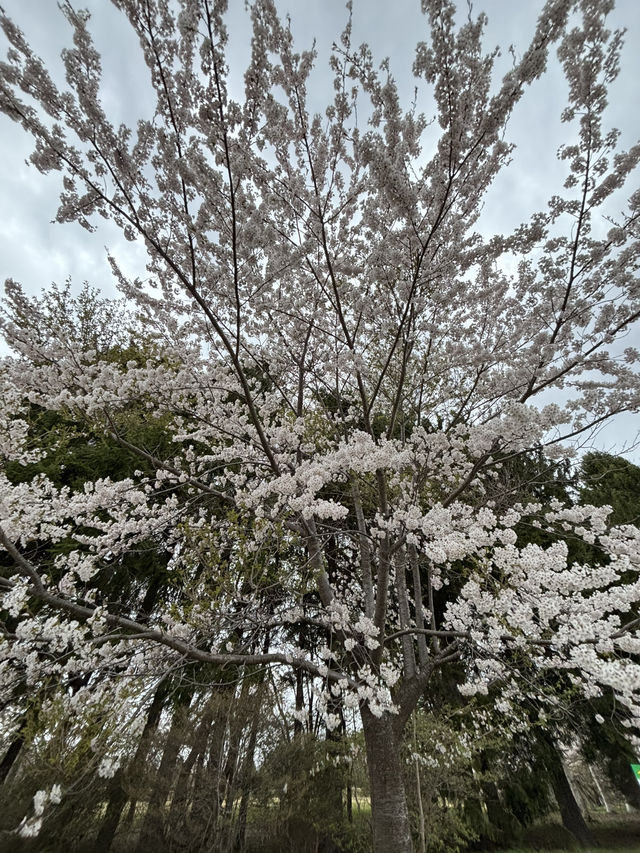 【函館駅周辺/北海道】 旅行記_2025/05