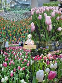 🌸 สวนดอกไม้เมืองหนาว ระยอง 🌸 เข้าชมฟรี! 
