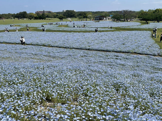 uminokamichi seaside park at fukuoka!