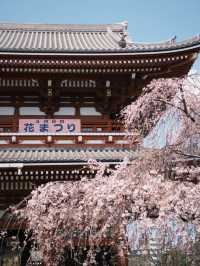 Tokyo | The Beauty of Asakusa Temple in March and April 🌸✨