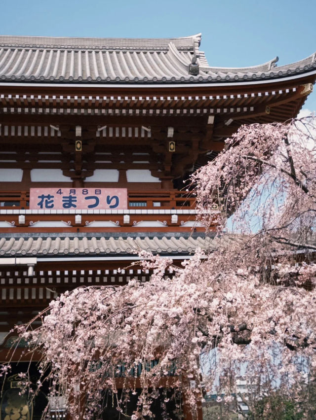 Tokyo | The Beauty of Asakusa Temple in March and April 🌸✨