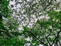 🌸【都市綠洲】慶尚監營公園：歷史與花香共舞的所在