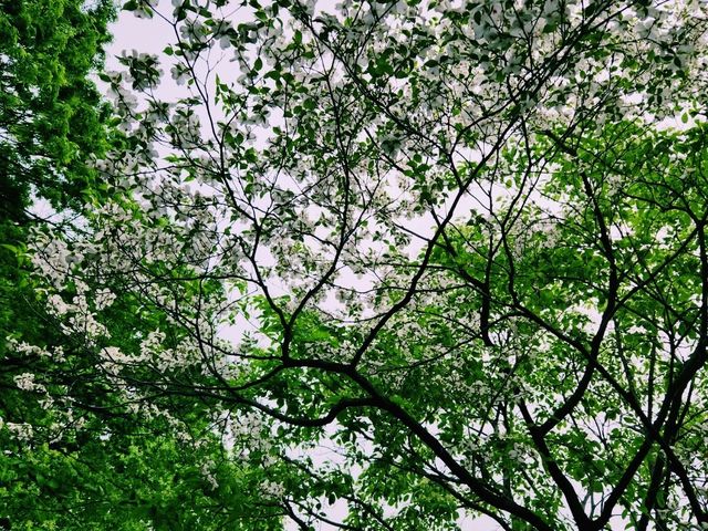 🌸【都市綠洲】慶尚監營公園：歷史與花香共舞的所在