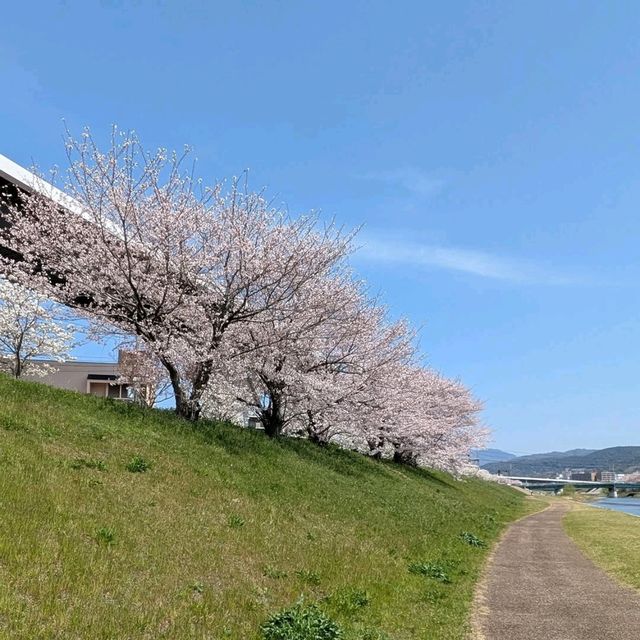 Inshin Bridge, Sakura by the River 🌸