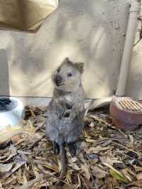 雷神同款羅特尼斯島微笑袋鼠Quokka介紹