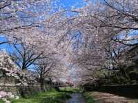 A Cherry Blossom Stroll You’ll Love