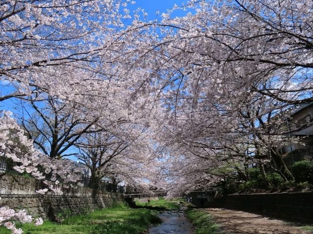 A Cherry Blossom Stroll You’ll Love