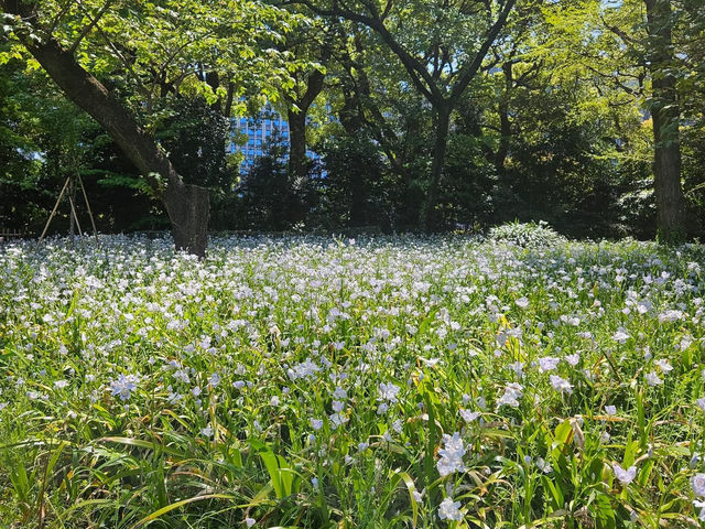 “The Petal-Crowned Heart of Tokyo”