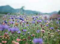Chuncheon in Bloom: A Serene Cherry Blossom Escape