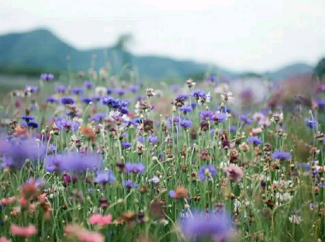 Chuncheon in Bloom: A Serene Cherry Blossom Escape