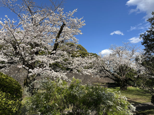 🏞️【皇居春日限定開放】趕上滿開櫻花×最後開放日！東京市中心的賞櫻驚喜體驗 🌸