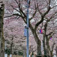 SHIMIZU PARK: CHIBA’S CHERRY BLOSSOM WONDERLAND 🌸🏞️✨