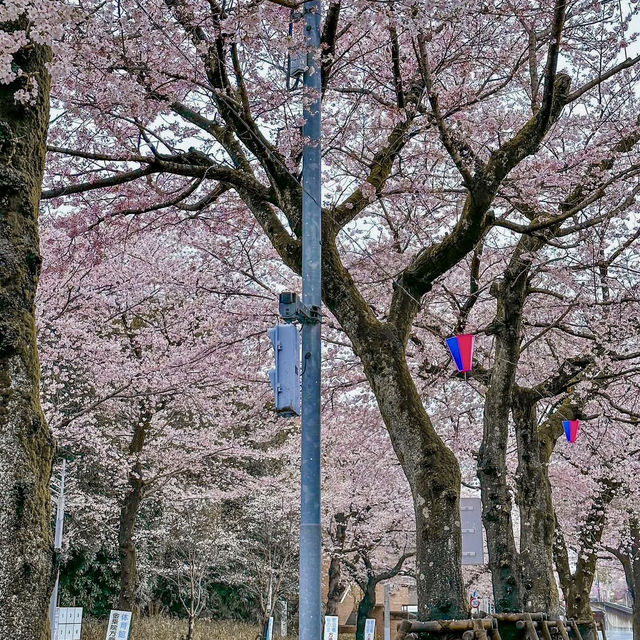 SHIMIZU PARK: CHIBA’S CHERRY BLOSSOM WONDERLAND 🌸🏞️✨