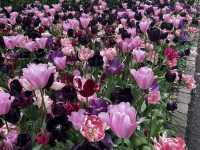 Keukenhof ทุ่งทิวลิปแดนดินสรวงสวรรค์