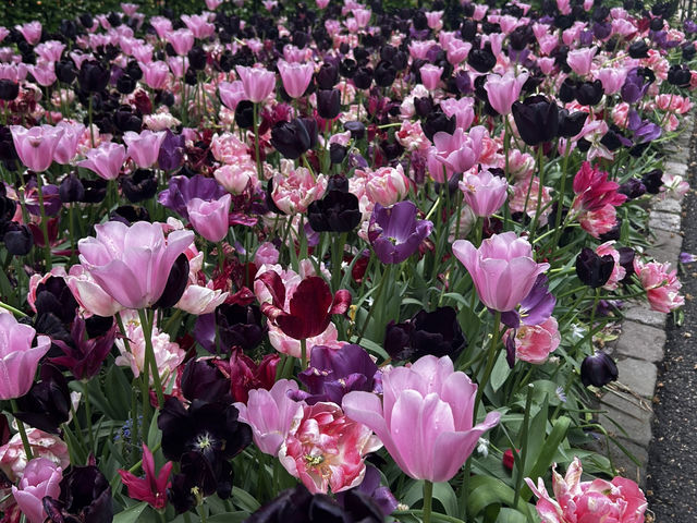 Keukenhof ทุ่งทิวลิปแดนดินสรวงสวรรค์