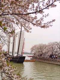 Cherry blossoms in China🇨🇳?  Yes, please! 🌸