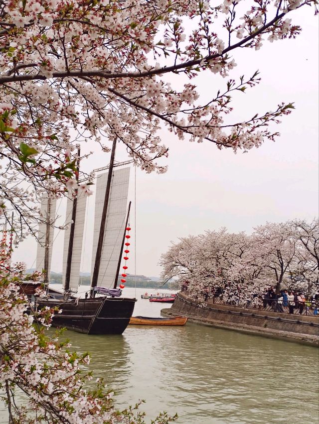 Cherry blossoms in China🇨🇳?  Yes, please! 🌸