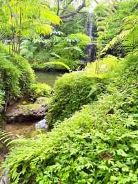 Hidden in the heart of nature—Aomkod Caf