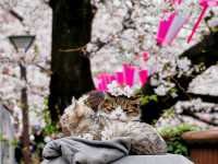 Sakura and Stillness at Nakameguro Canal