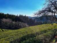 Boseong Tea Plantation – Worth the Journey for These Green Views