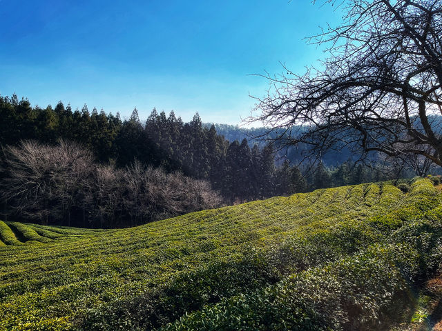 Boseong Tea Plantation – Worth the Journey for These Green Views