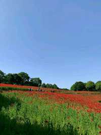 Showa Memorial Park – Tokyo’s Seasonal Wonderland