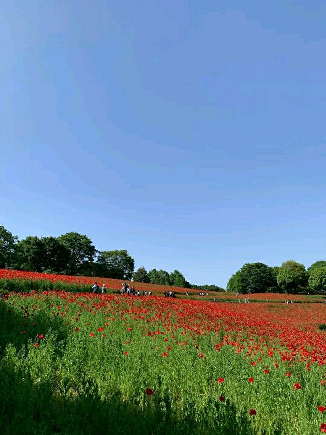 Showa Memorial Park – Tokyo’s Seasonal Wonderland
