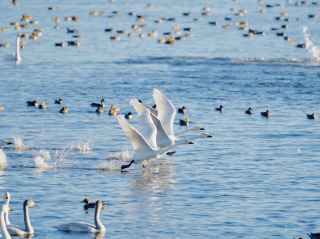白鳥の越冬地