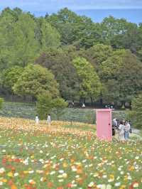 春風に揺れるポピー畑に酔いしれる🌺🌼※観光攻略情報付き
