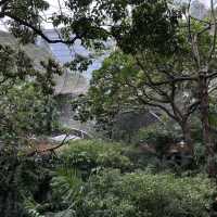 🦜🌿 Hong Kong Hidden Gem | Free Immersive Birdwatching in Central?!