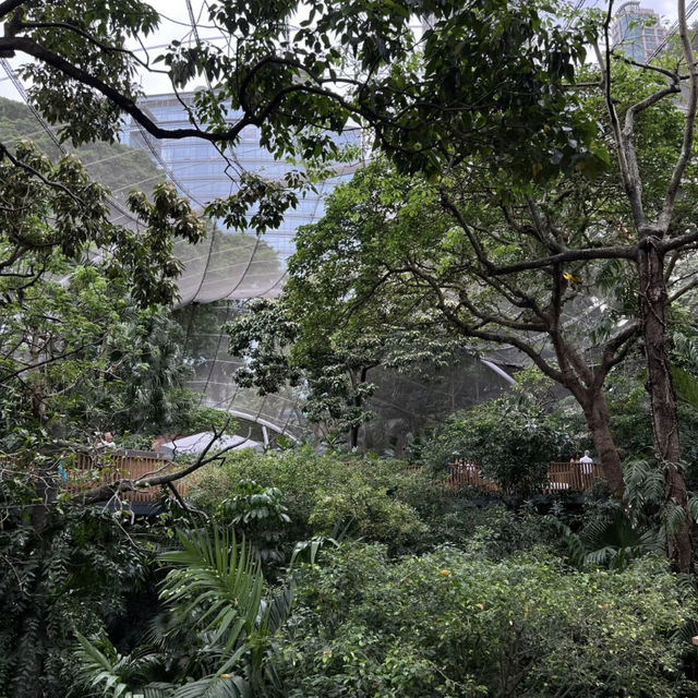 🦜🌿 Hong Kong Hidden Gem | Free Immersive Birdwatching in Central?!