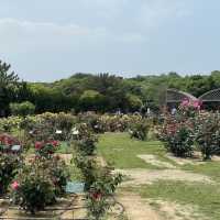 Flower Hill - Uminokamichi Seaside Park 