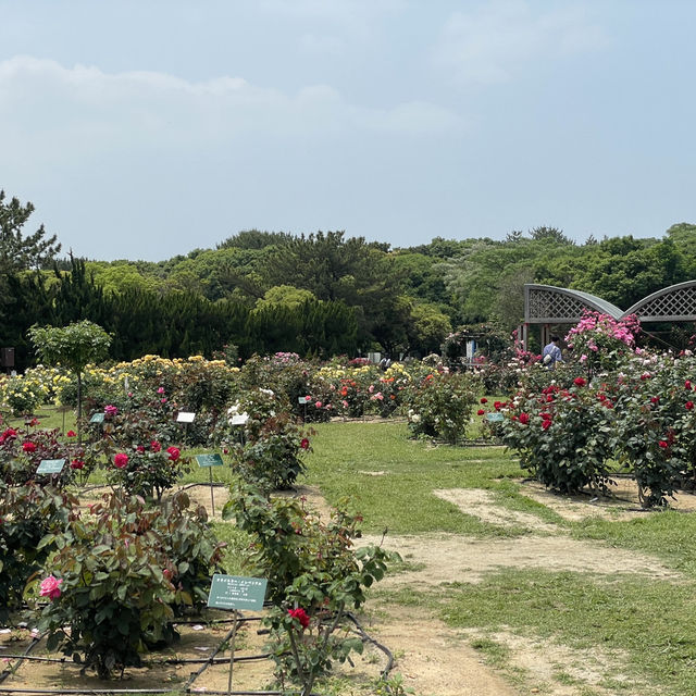 Flower Hill - Uminokamichi Seaside Park 
