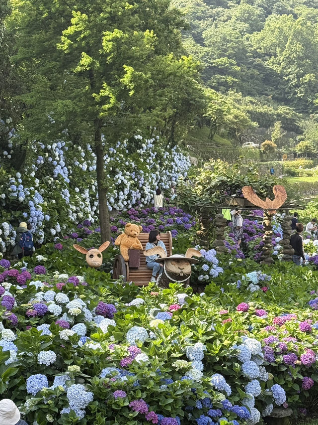 繡球花開時
