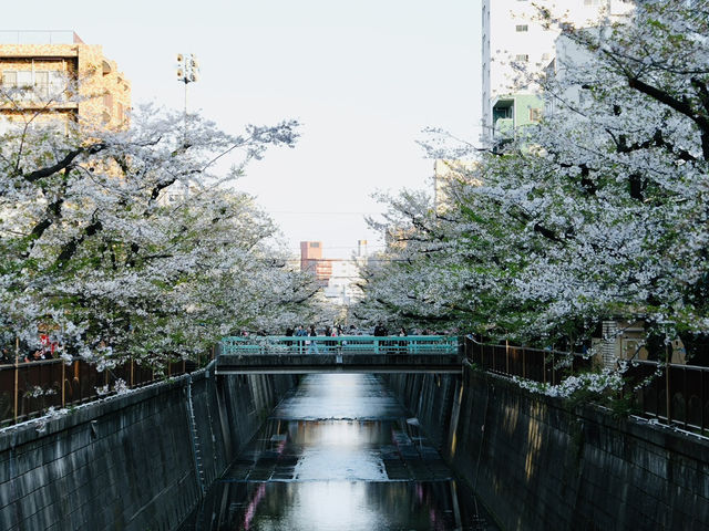 一生人必去的目黑川櫻花祭！