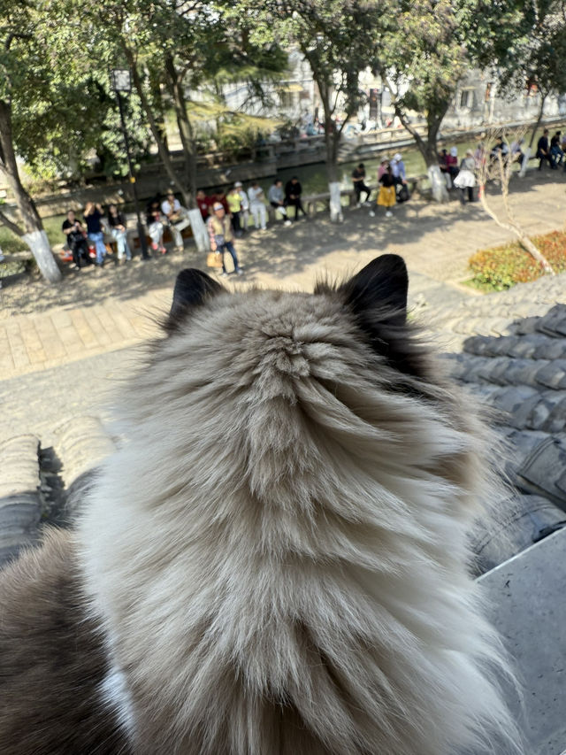 蘇州｜平江路「貓十二」貓咖天堂❤️