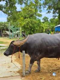 กินแฟ ดูฟาย สโลว์ไลฟ์ไปกับน้องควาย ณ หมู่บ้านอนุรั