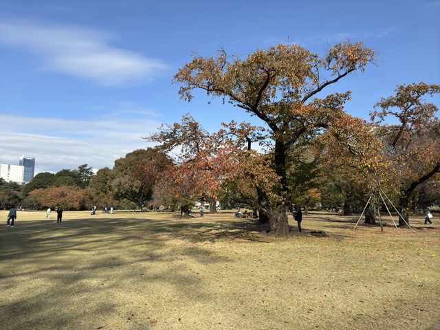 🌸 Serenity in the City: Morning Strolls & Scenic Sips at Shinjuku Gyoen 🌿